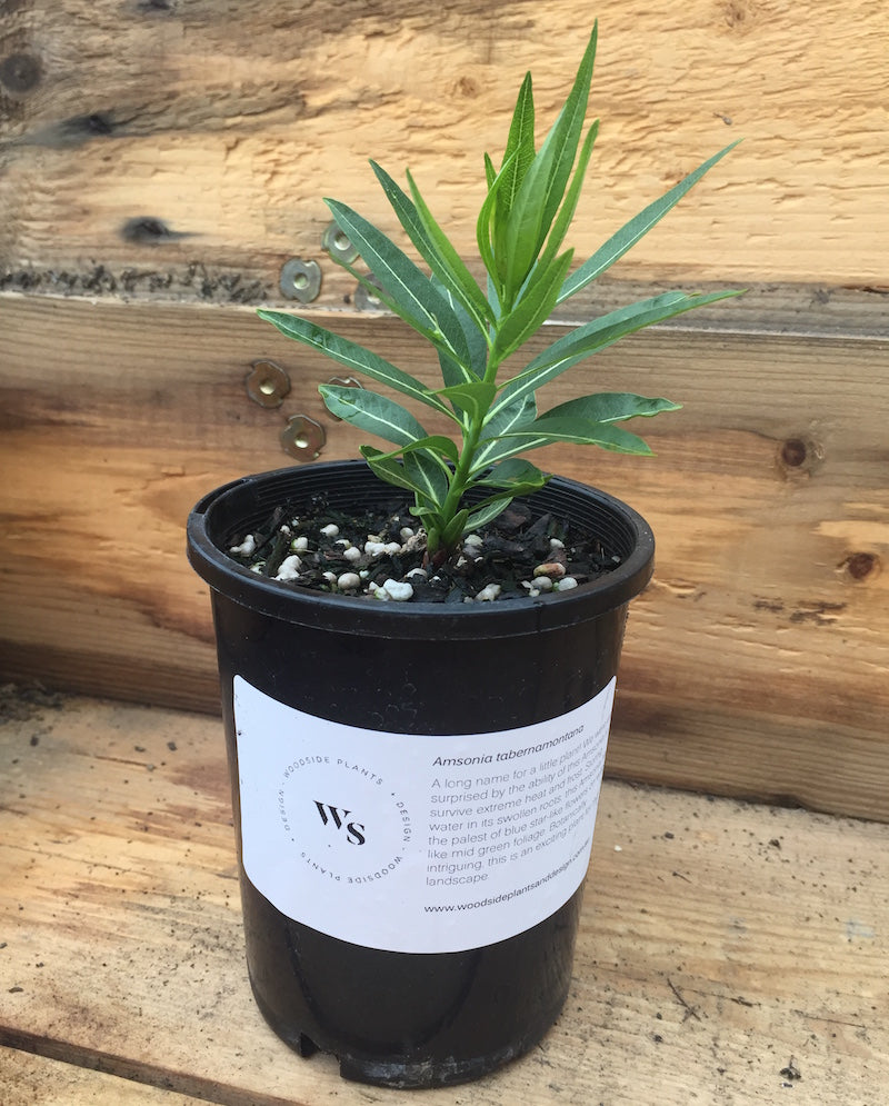 Amsonia tabernamontana