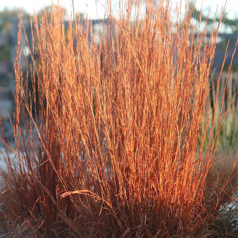 Andropogon scoparius 'Blaze'