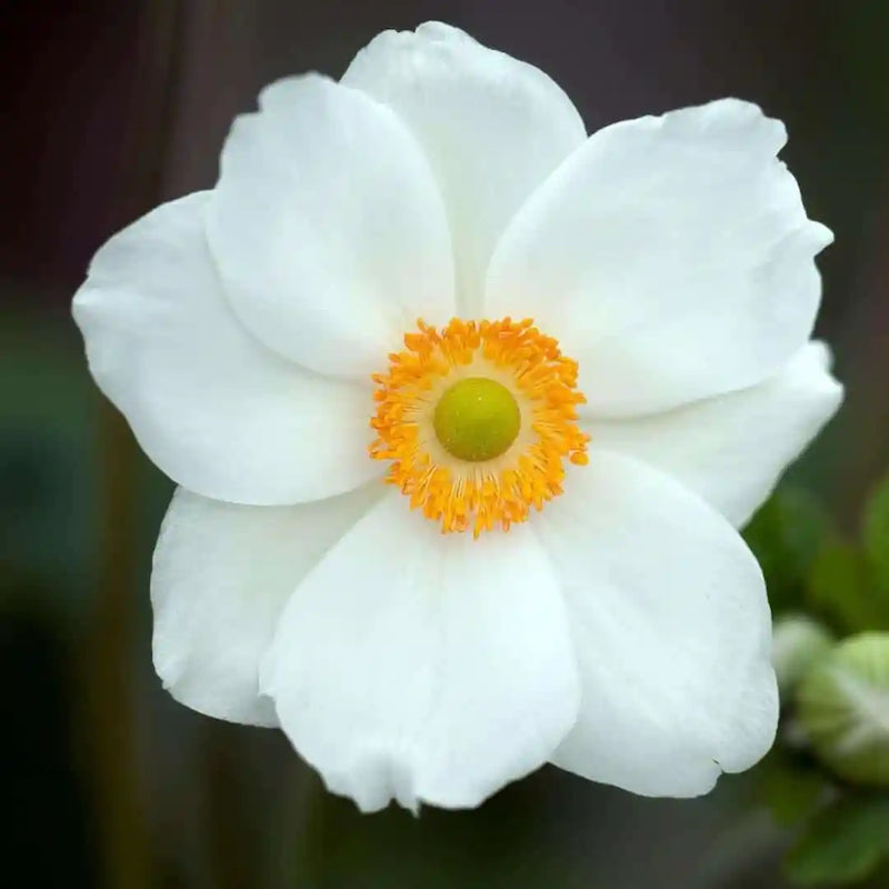 Anemone x hybrida 'Pure Elite White'