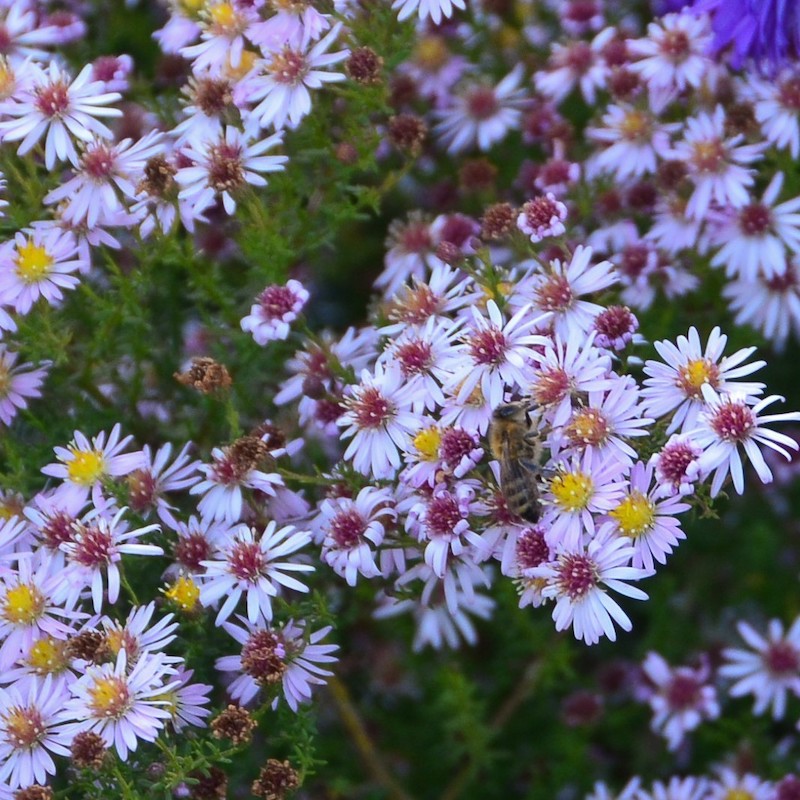 Aster (Symphyotrichum) 'Coombe Fishacre'