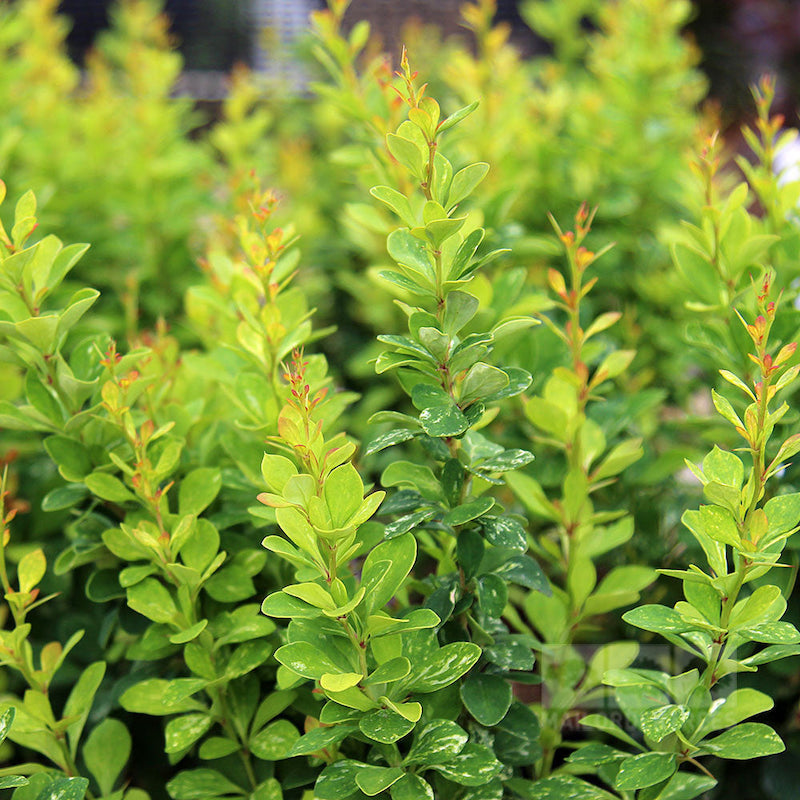 Berberis thunbergii 'Pow Wow'