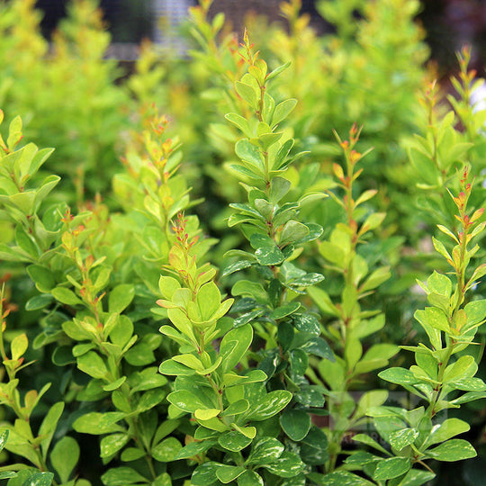 Berberis thunbergii 'Pow Wow'