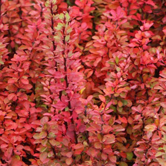 Berberis thunbergii 'Pow Wow'