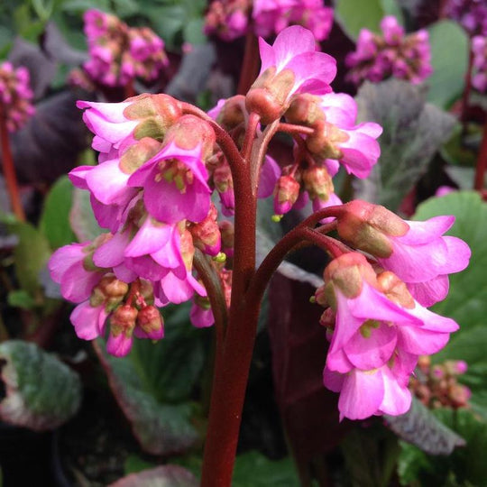 Bergenia 'Eden's Dark Margin'