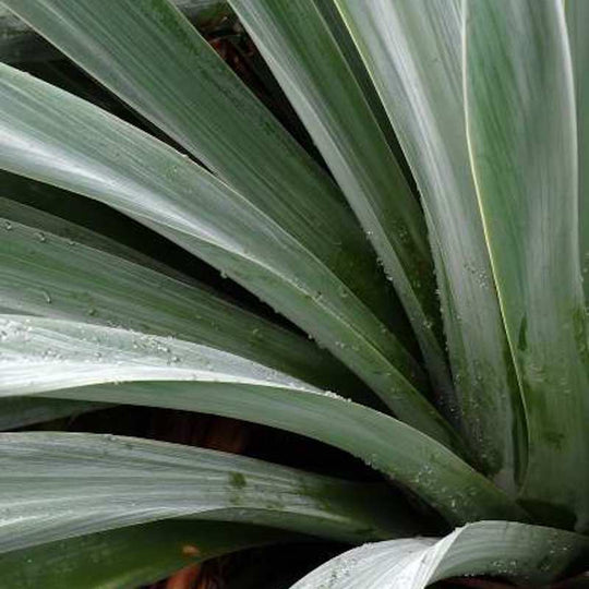 Beschorneria yuccoides