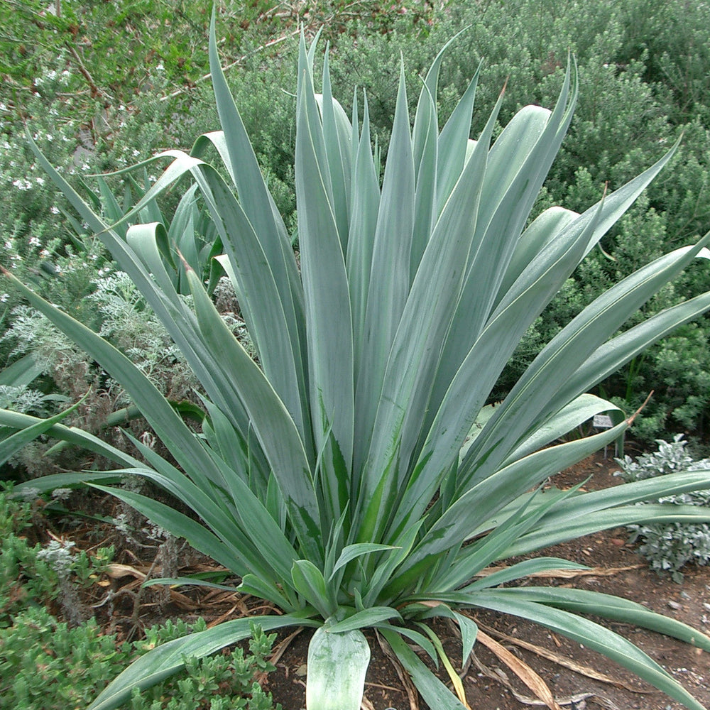 Beschorneria yuccoides