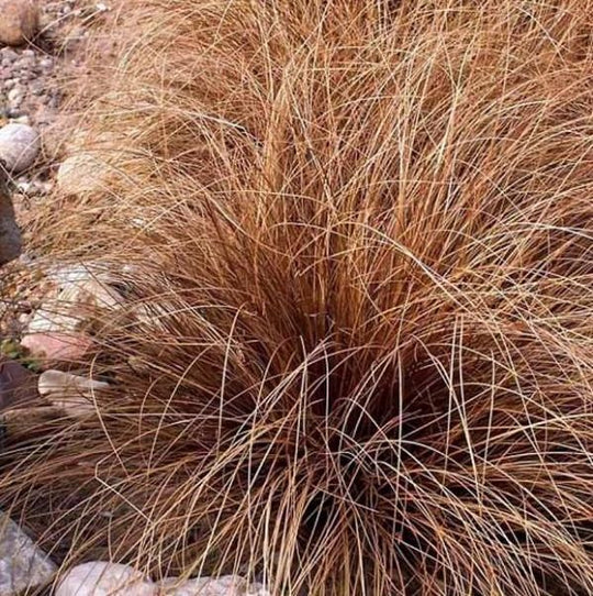 Carex buchananii
