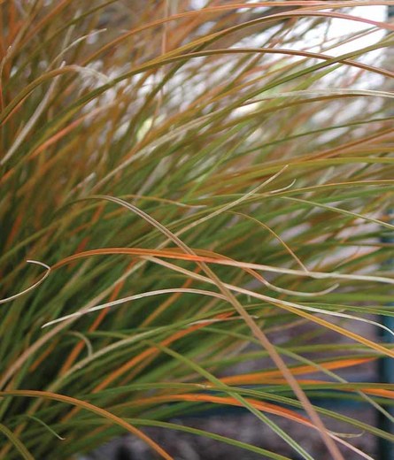 Carex testacea