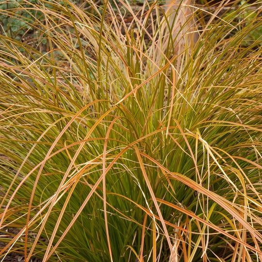 Carex testacea