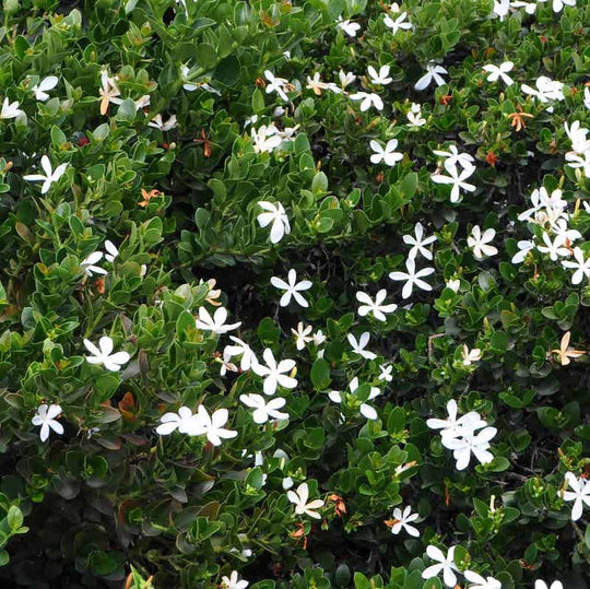Carissa 'Green Carpet'