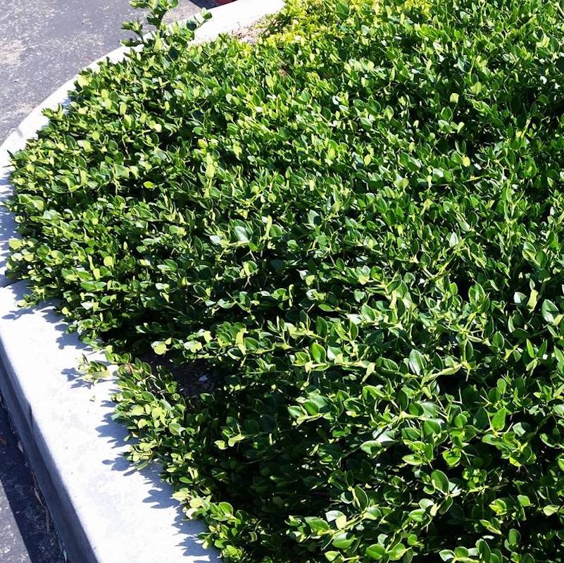 Carissa 'Green Carpet'