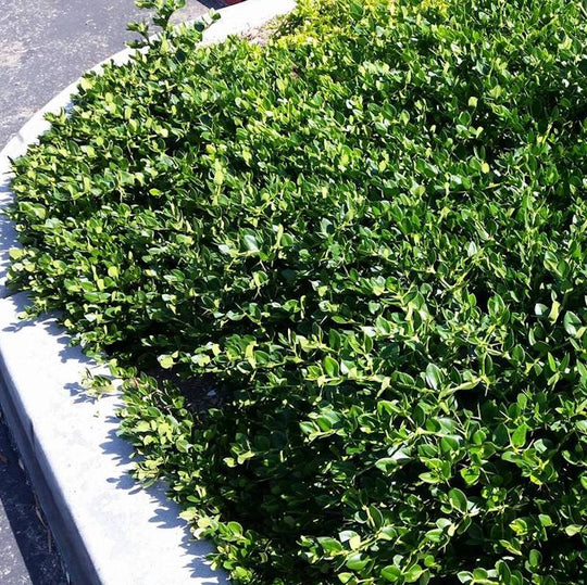 Carissa 'Green Carpet'