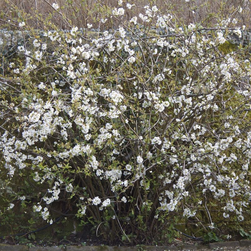 Chaenomeles speciosa 'Nivalis'