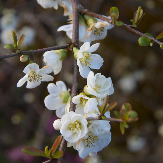 Chaenomeles speciosa 'Nivalis'