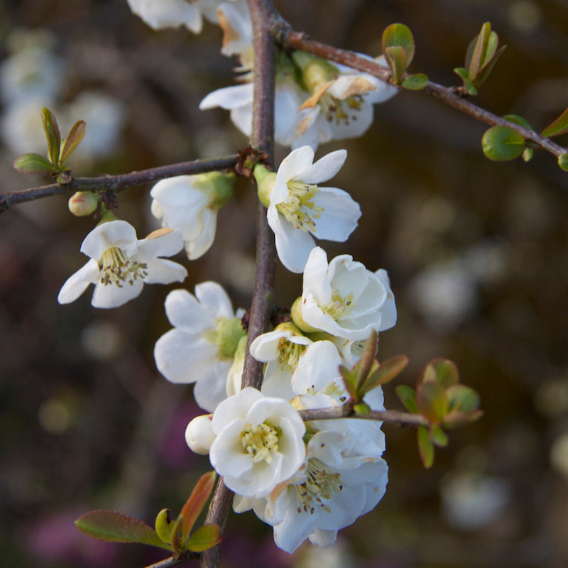 Chaenomeles speciosa 'Nivalis'