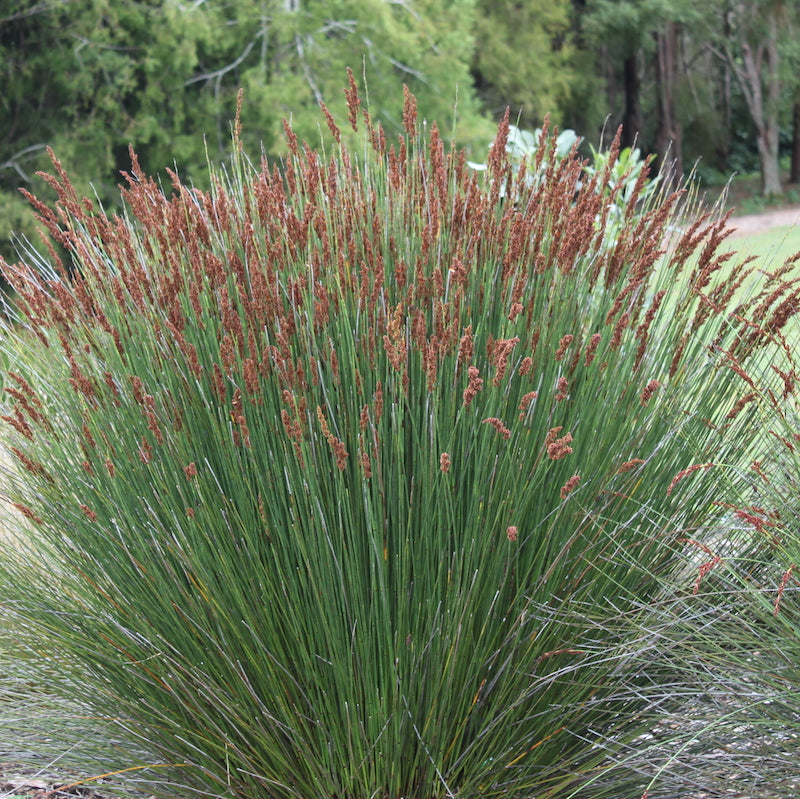 Chondropetalum tectorum