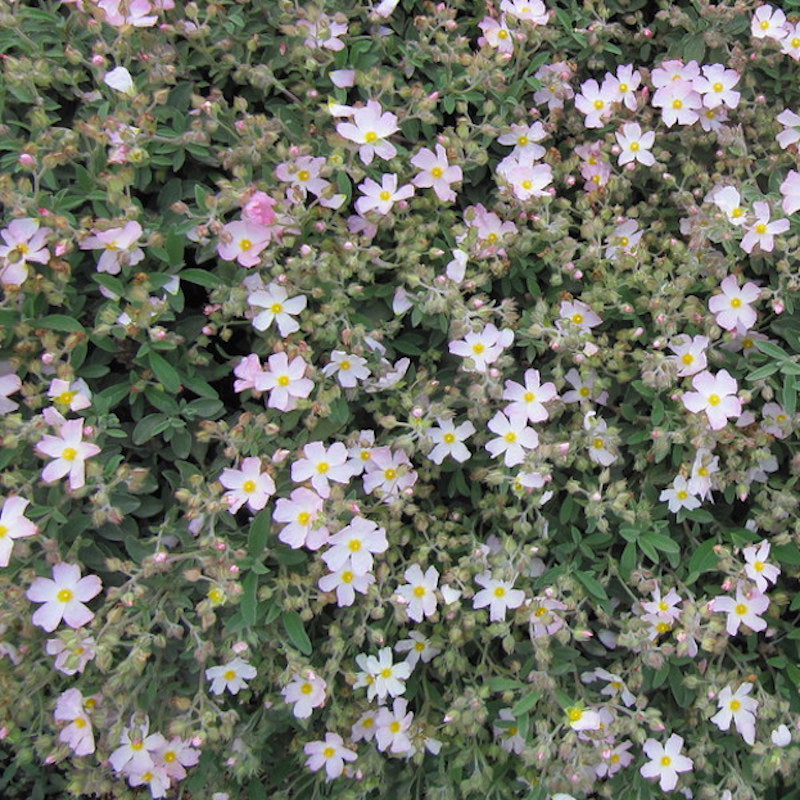 Cistus x 'Silver Pink'