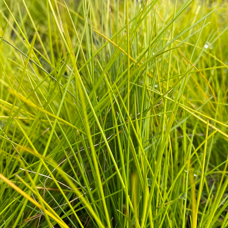 Deschampsia flexuosa 'Tatra Gold'
