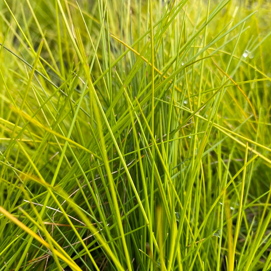 Deschampsia flexuosa 'Tatra Gold'