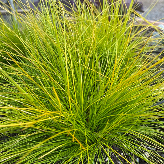 Deschampsia flexuosa 'Tatra Gold'