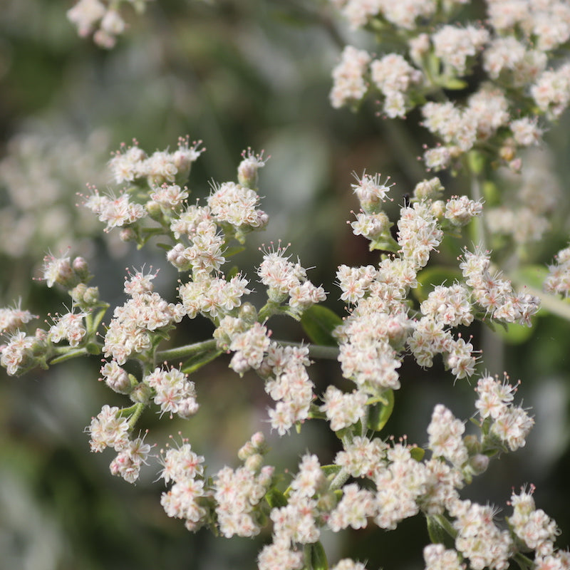 Eriogonum giganteum