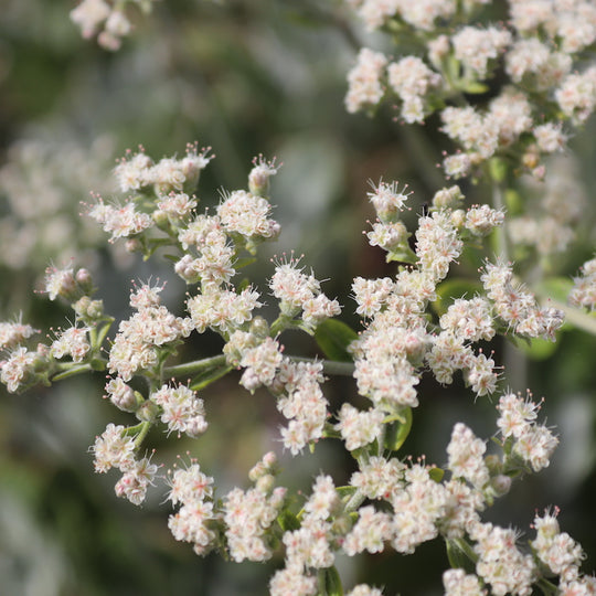 Eriogonum giganteum