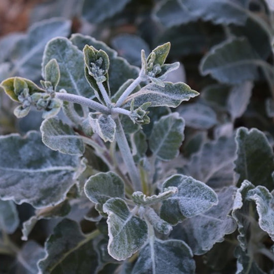 Eriogonum giganteum