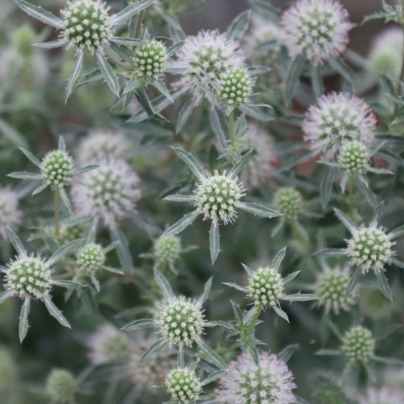 Eryngium planum 'Silver Salentino'