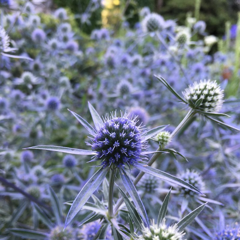 Eryngium planum 'Blaukappe'