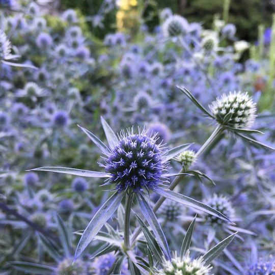 Eryngium planum 'Blaukappe'