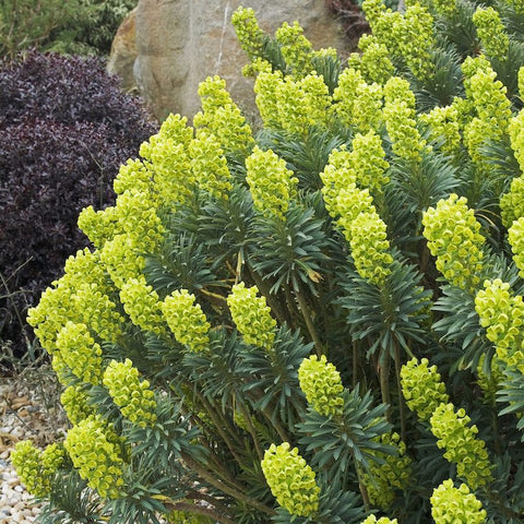 Euphorbia characias subspecies wulfenii