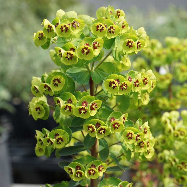 Euphorbia x martinii 'Baby Charm'