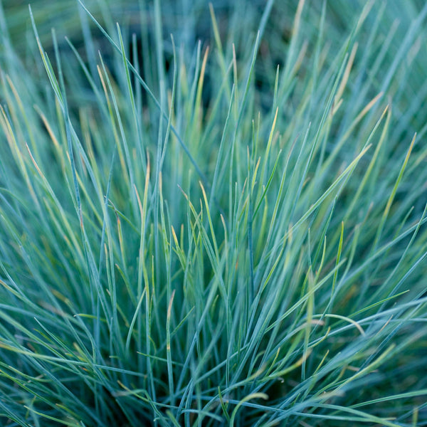 Festuca glauca 'Elijah Blue'