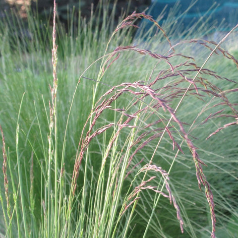 Festuca amethystina