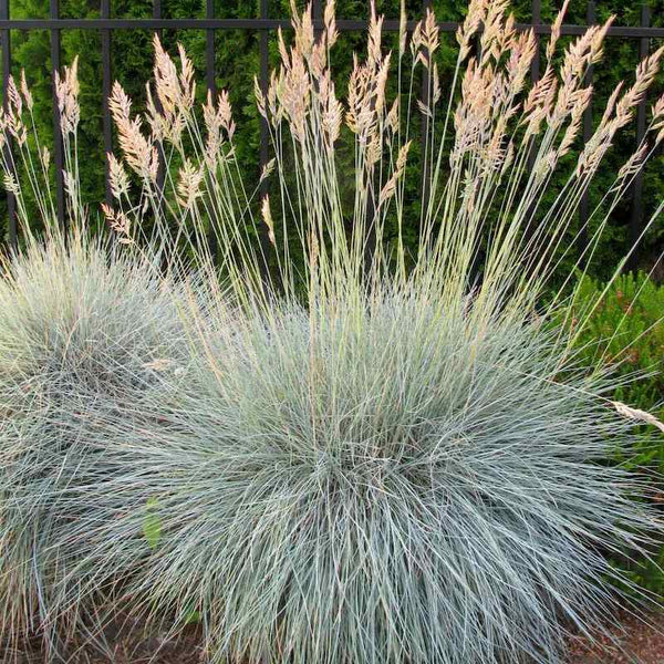 Festuca valesiaca var. glaucantha