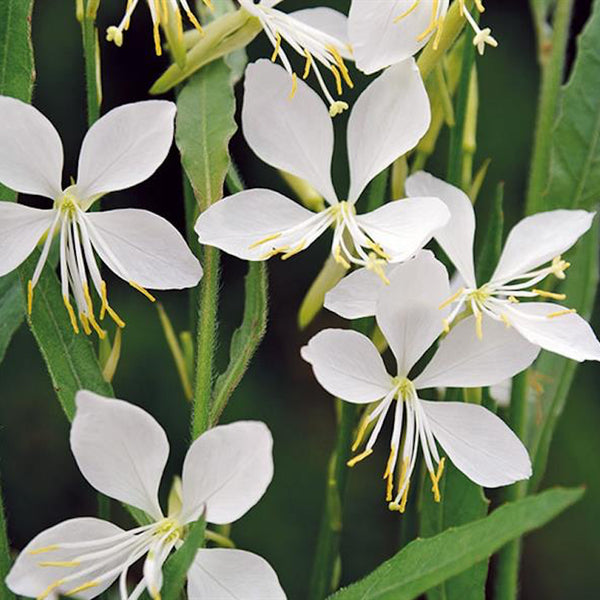 Gaura lindheimeri 'Cool Breeze'