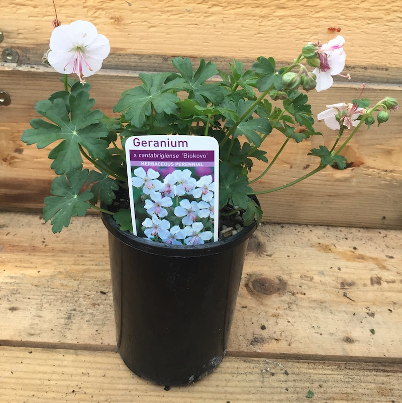 Geranium x cantabrigiense 'Biokovo'