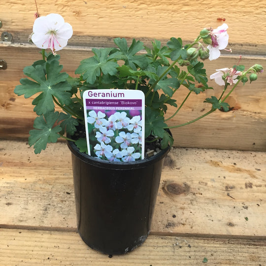 Geranium x cantabrigiense 'Biokovo'