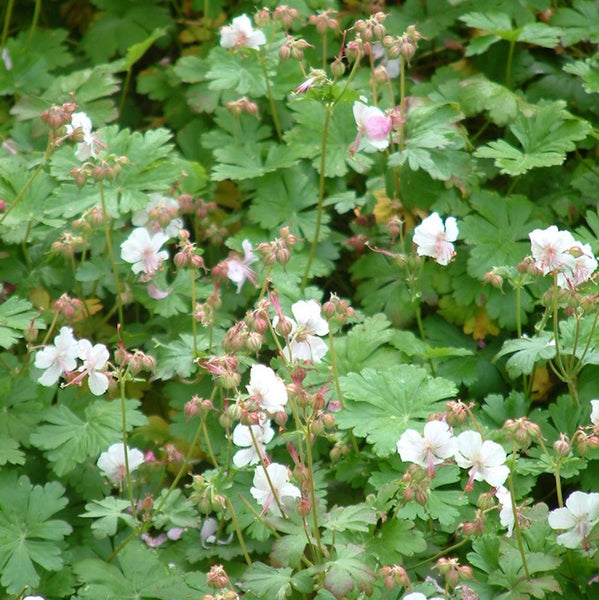 Geranium x cantabrigiense 'Biokovo'