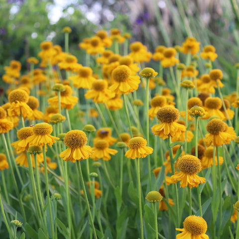 Helenium 'Pumilum Magnificum'