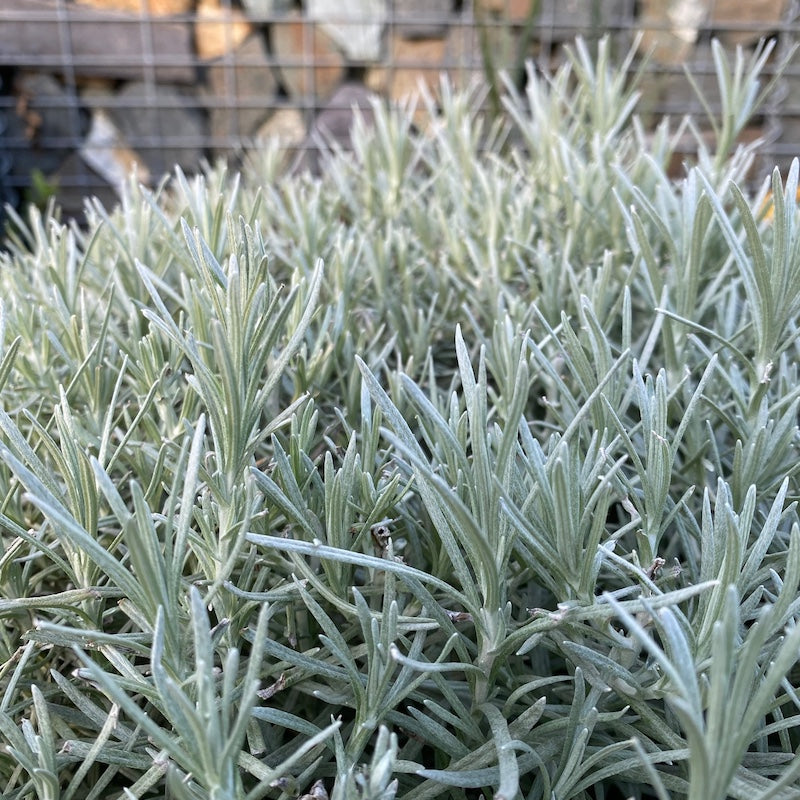 Helichrysum italicum close up of foliage