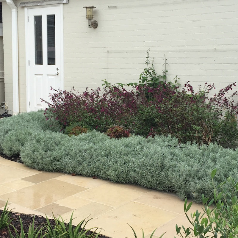 Helichrysum italicum border planting