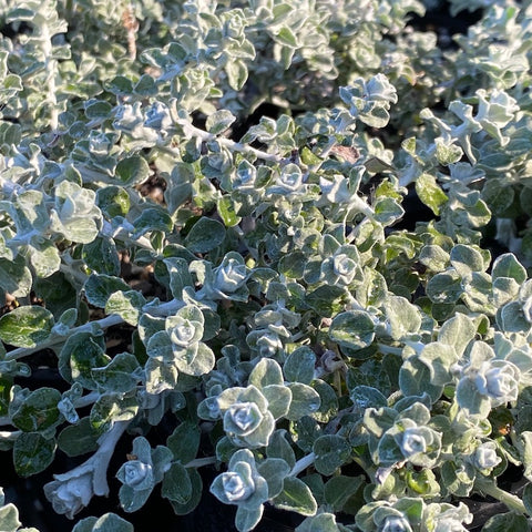 Helichrysum 'Silver Mist'
