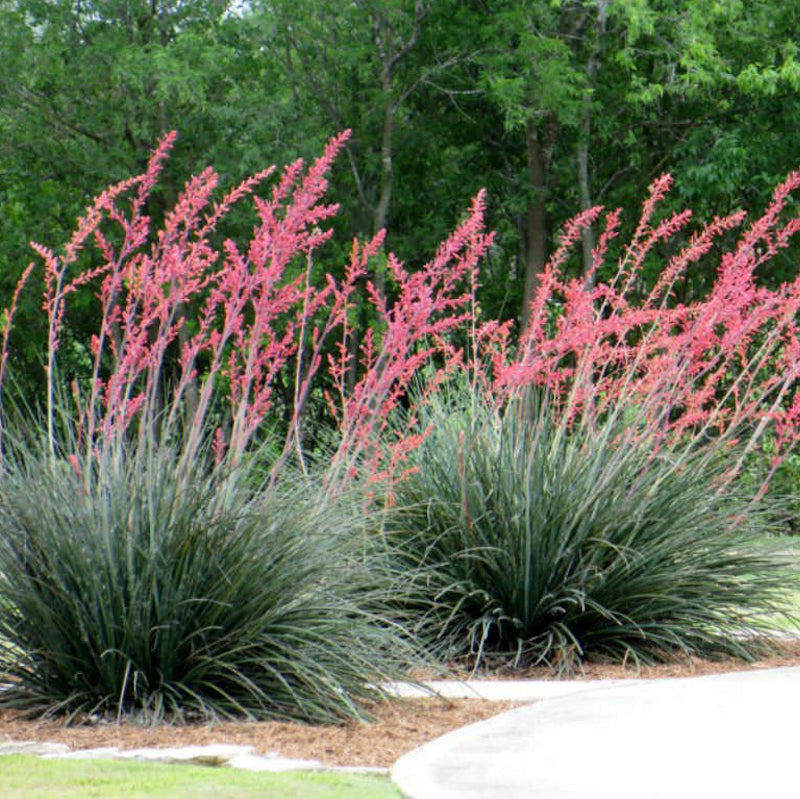 Hesperaloe parviflora
