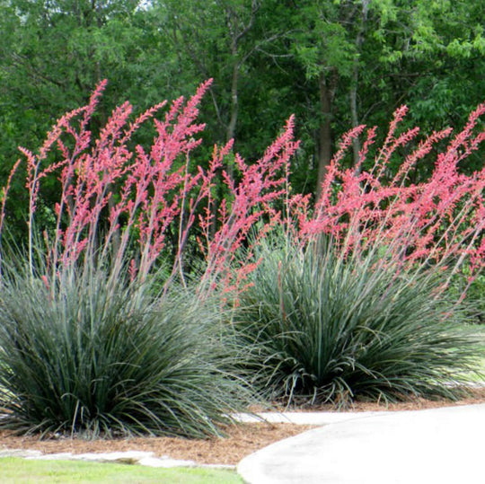 Hesperaloe parviflora