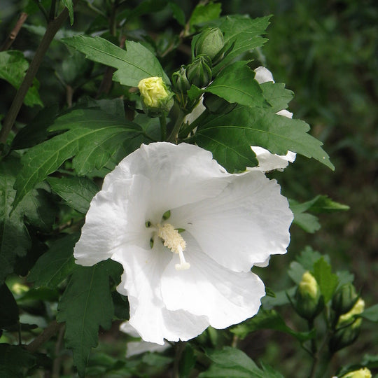 Hibiscus syriacus 'Diana'