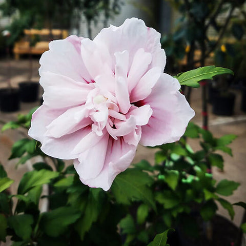 Hibiscus syriacus 'Double Pale Pink'