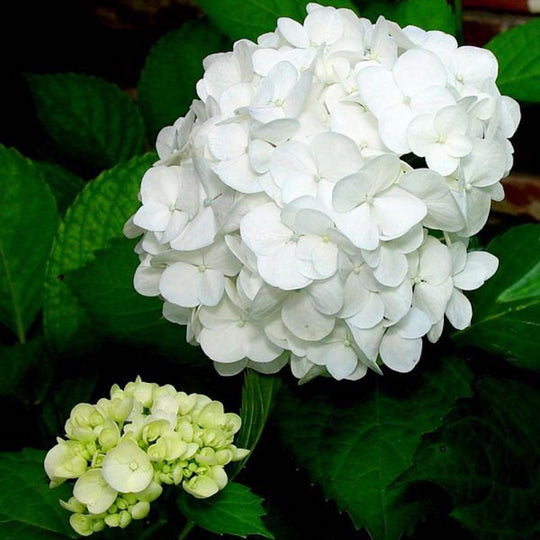 Hydrangea macrophylla 'Agnes Pavelli'