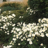 Anemone x hybrida 'Pure Elite White'