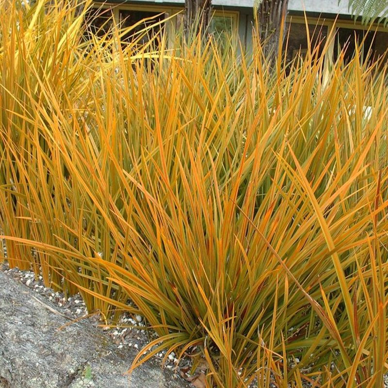 Libertia peregrinans